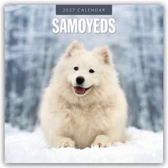 Samoyeds - Samojede - Samojedenspitz 2027 - 16-Monatskalender