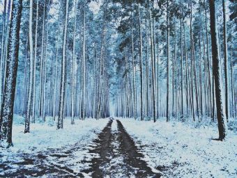 Wald im Winter - 100 Teile (Puzzle)