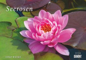 Seerosen 2024 - Bildkalender 42x29,7 cm - Blumenkalender im Querformat - Blumen - Wandplaner - Wandk