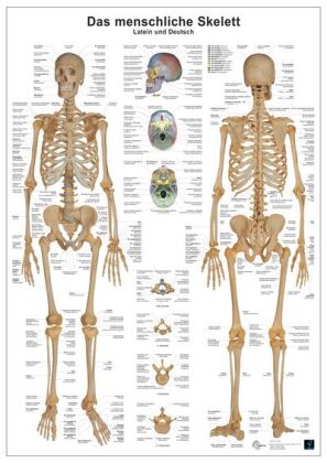 Anatomie Lerntafeln- Das menschliche Skelett