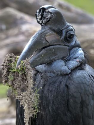 Hornbill - 1.000 Teile (Puzzle)