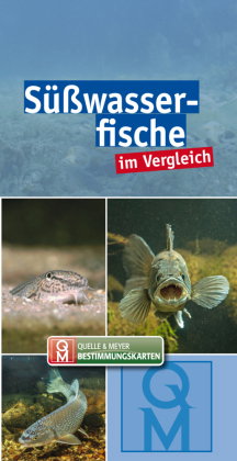 Süßwasserfische im Vergleich
