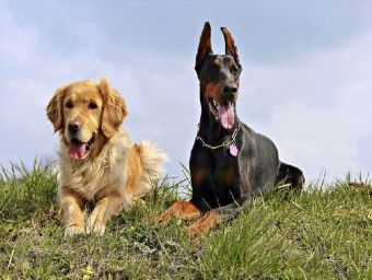 Dobermann und Golden Retriver - 500 Teile (Puzzle)