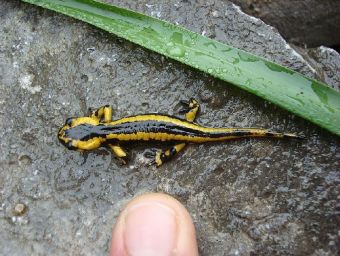 Salamander - 1.000 Teile (Puzzle)