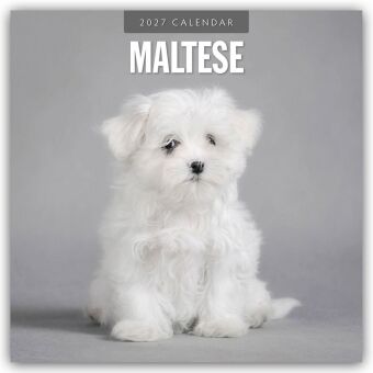 Maltese - Malteser 2027 - 16-Monatskalender
