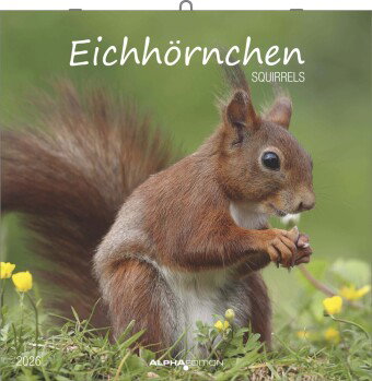 Alpha Edition - Eichhörnchen 2026 - Broschürenkalender 30×30 cm mit Notizkalendarium, 12 naturverbun