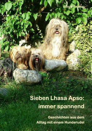 Sieben Lhasa Apso: immer spannend